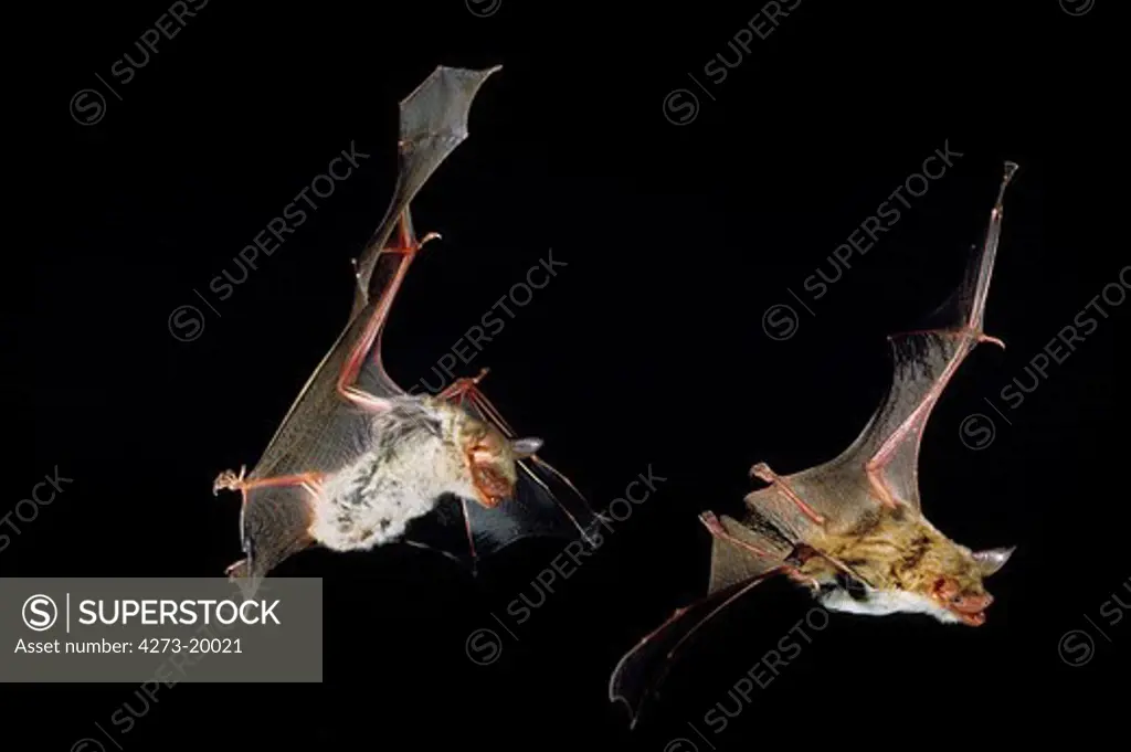 Mouse-Eared Bat, myotis myotis, Adults in Flight against Black background