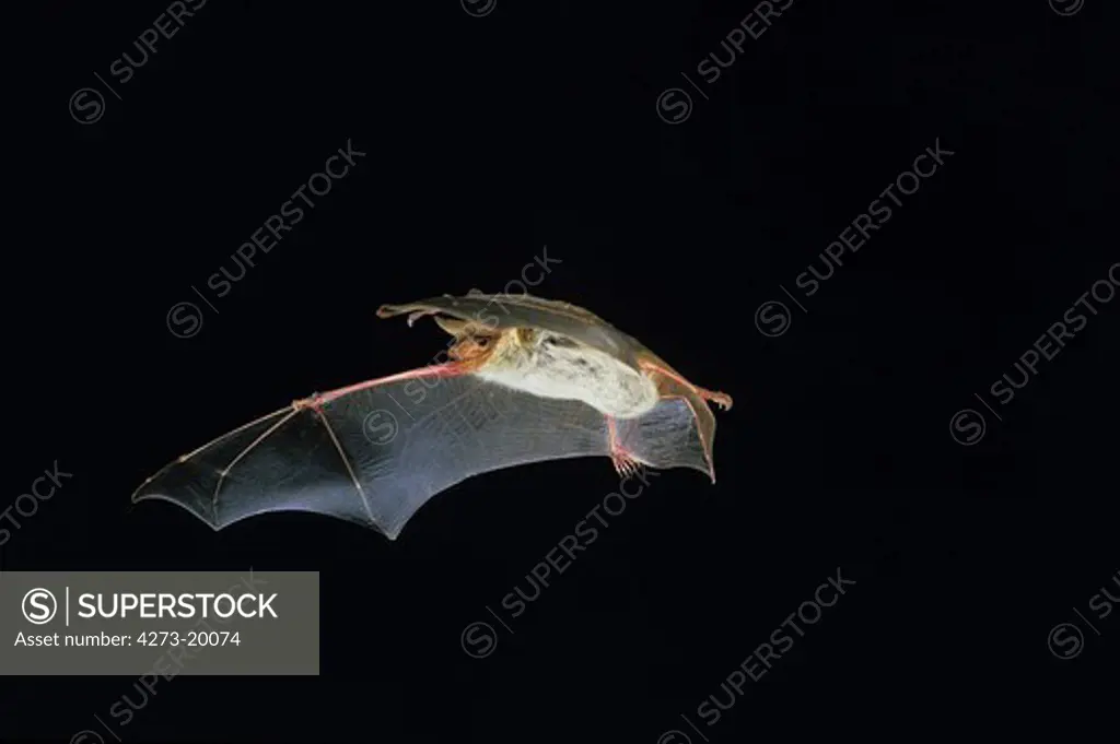 Mouse-Eared Bat, myotis myotis, Adult in Flight against Black background