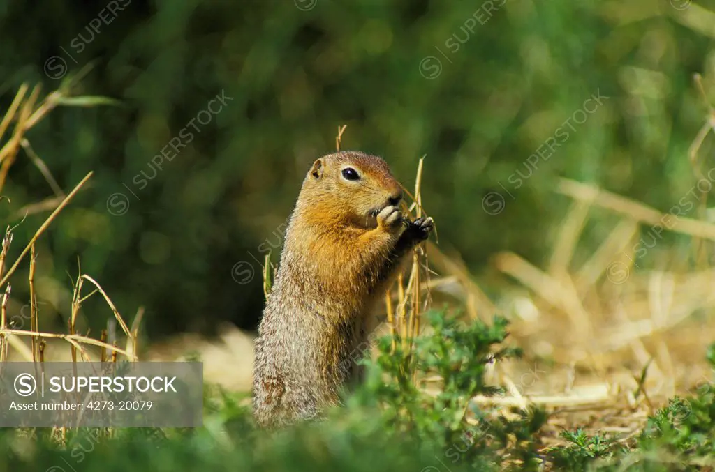 Black-Tailed Prairie Dog, cynomys ludovicianus, Adult eating Plants