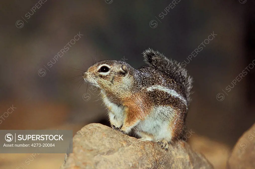 Harris's Antelope Squirrel, ammospermophilus harrisii, Adult standing on Stone