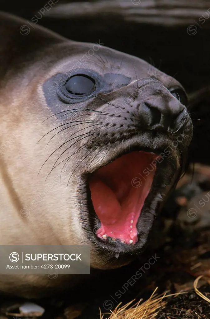 Southern Elephant Seal, mirounga leonina, Female calling, Antarctica