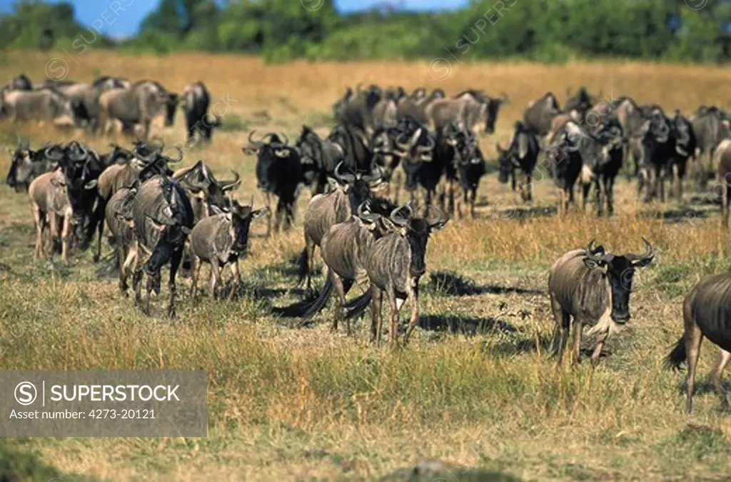 Blue Wildebeest, connochaetes taurinus, Herd  during Migration, Masai Mara park in Kenya