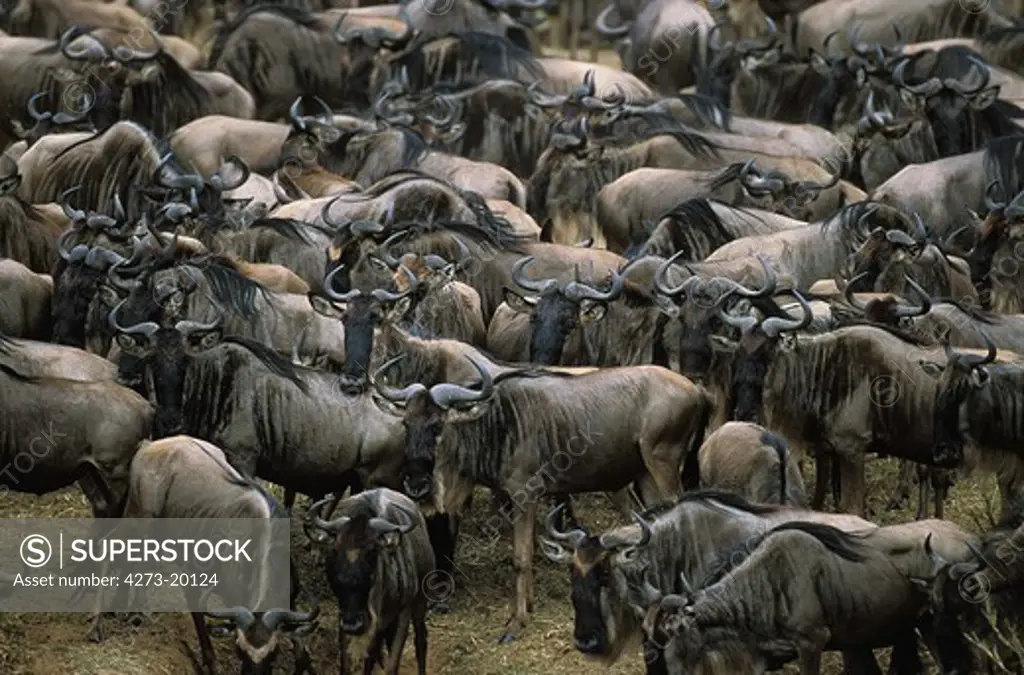 Blue Wildebeest, connochaetes taurinus, Herd  during Migration, Masai Mara park in Kenya