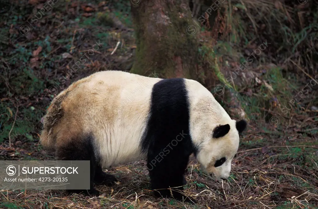 Giant Panda, ailuropoda melanoleuca, Adult, Wolong Reserve in China