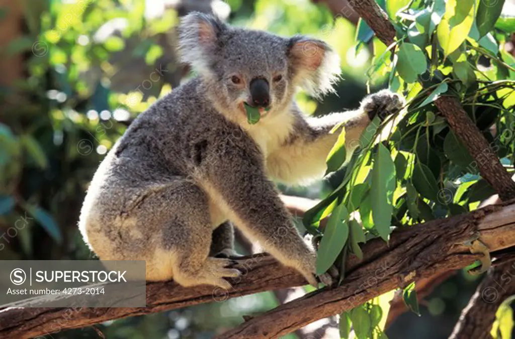 Koala Phascolarctos Cinereus, Adult Eating Eucalyptus Leaf, Australia