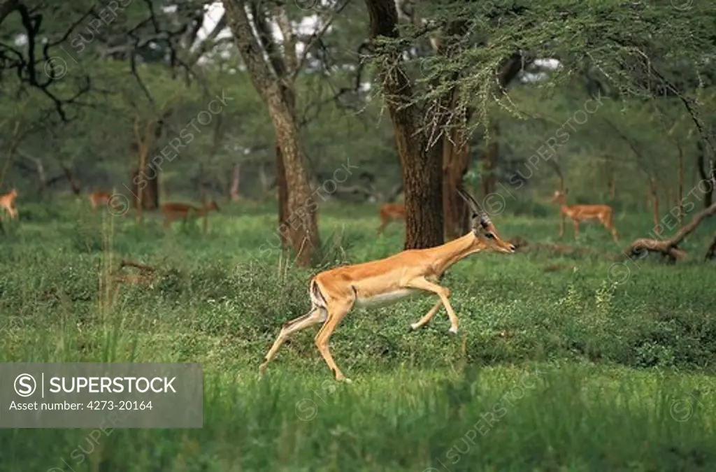 Impala, aepyceros melampus, Male running, Masai Mara Park in Kenya