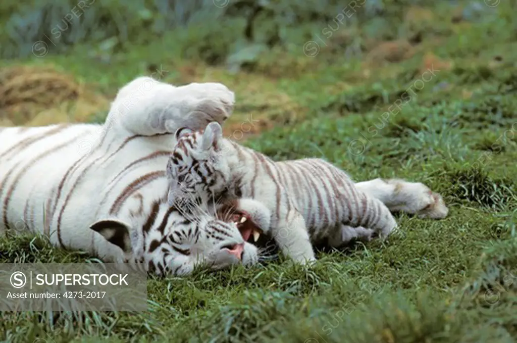 White Tiger Panthera Tigris, Female Playing With Cub