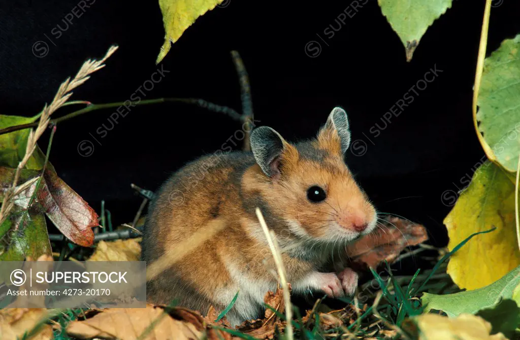 Golden Hamster, mesocricetus auratus, Adult