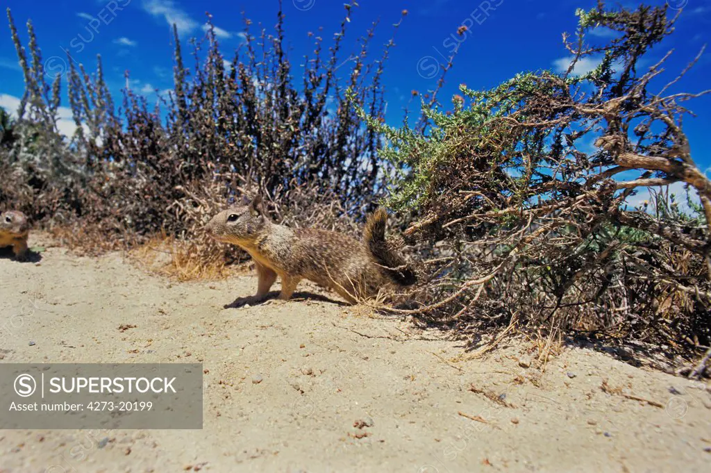 Eastern Gray Squirrel, sciurus carolinensis, California