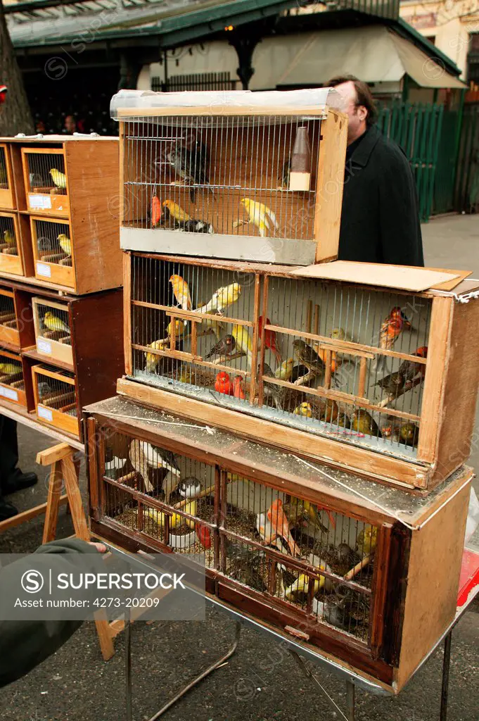Birds in Cage, The Bird Market, Ile de la Cite in Paris