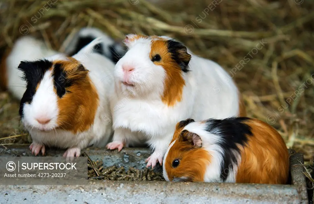 Guinea Pig, cavia porcellus