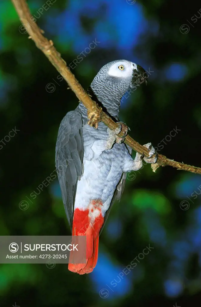 African Grey Parrot, psittacus erithacus, Adult hanging from Branch