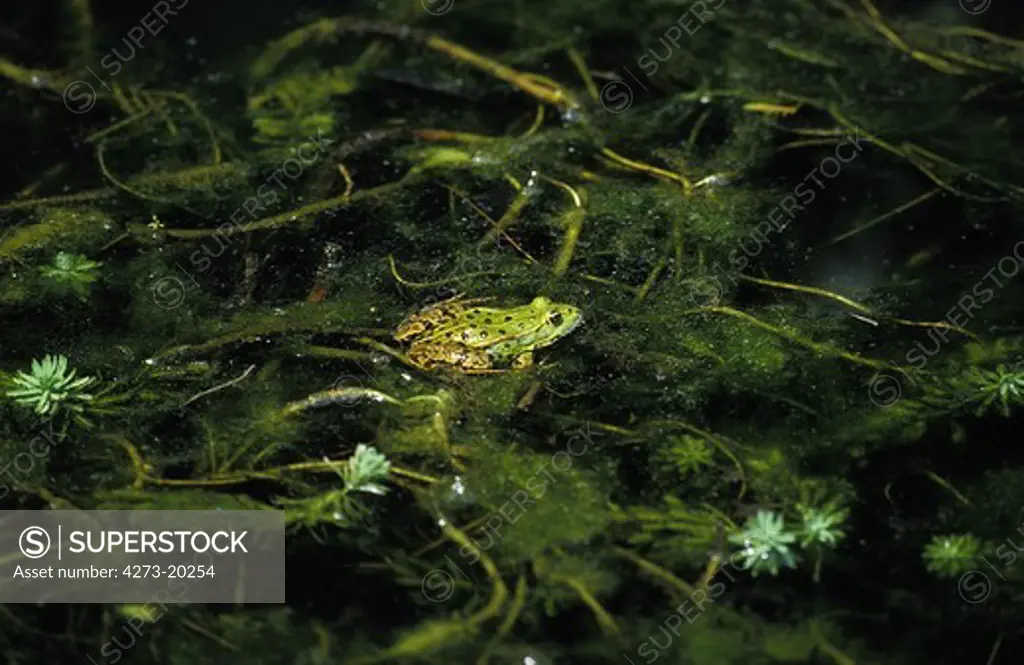 Edible Frog or Green Frog, rana esculenta, Adult in Pond
