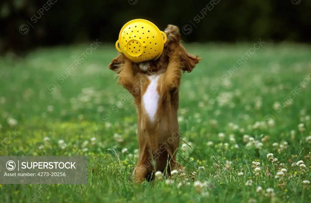 Cavalier King Charles Spaniel Dog, Pup playing with Colander
