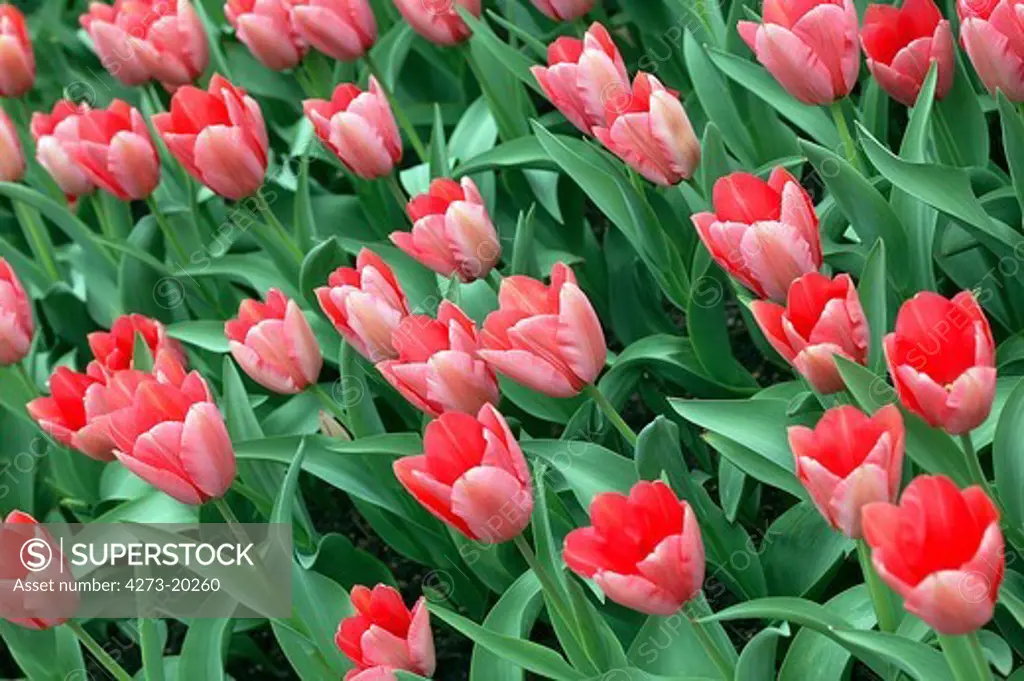 Field of Red Tulips, tulipa hybride de Darwin sake