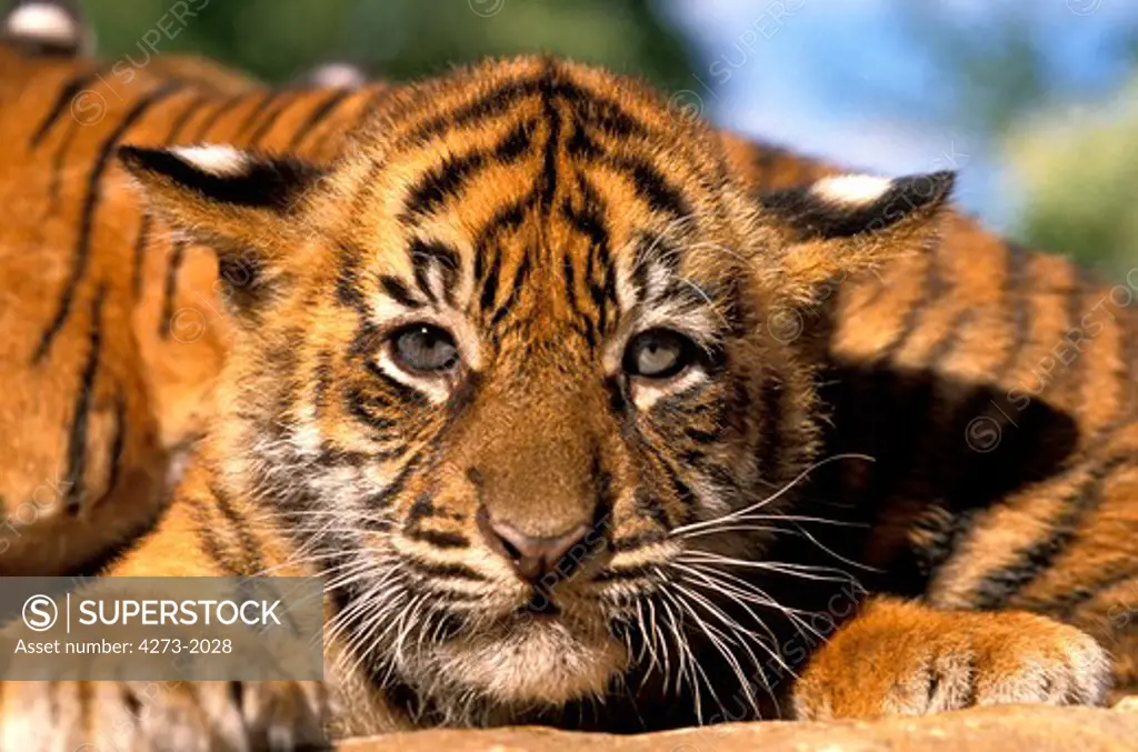 Sumatran Tiger Panthera Tigris Sumatrae, Portrait Of Cub