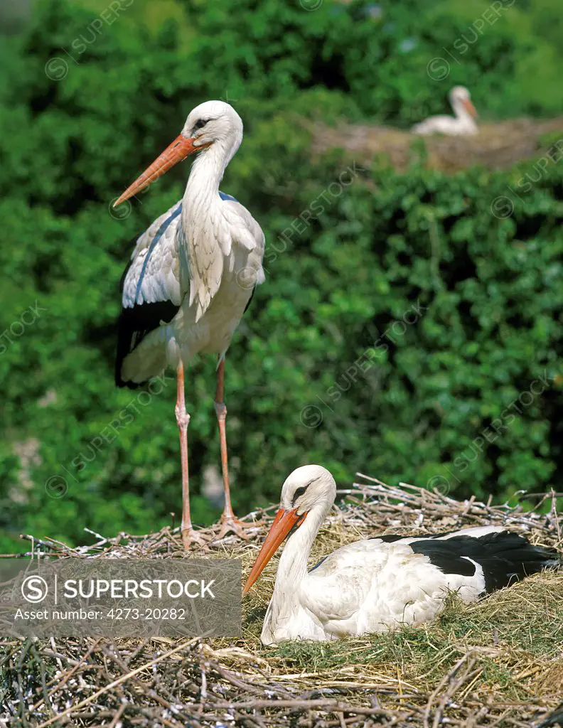 White Stork, ciconia ciconia, Pair standing on Nest