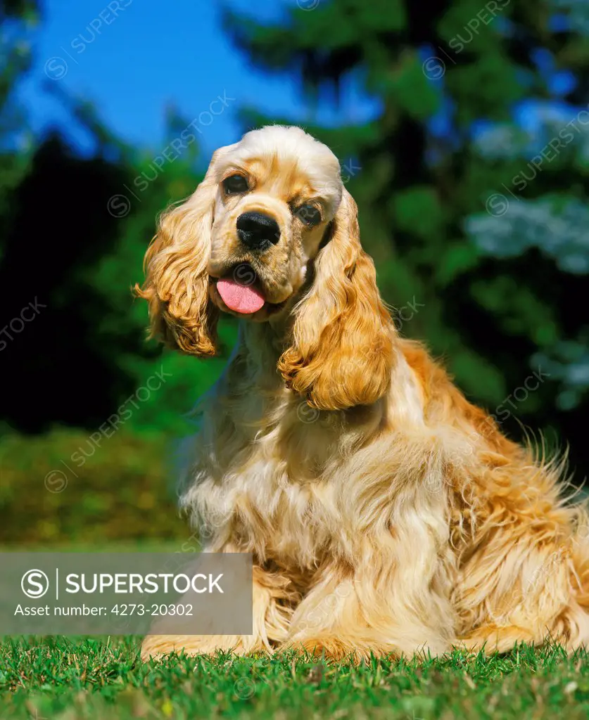 American Cocker Spaniel, Dog sitting on Grass