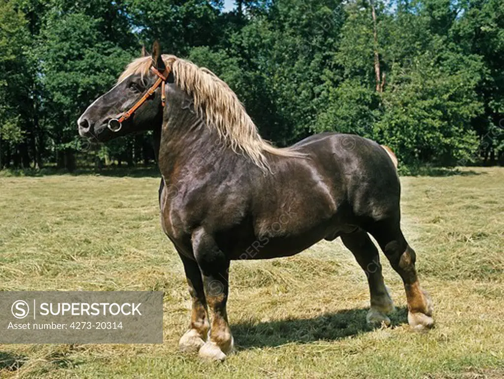 Percheron Horse, Stallion standing in Paddock