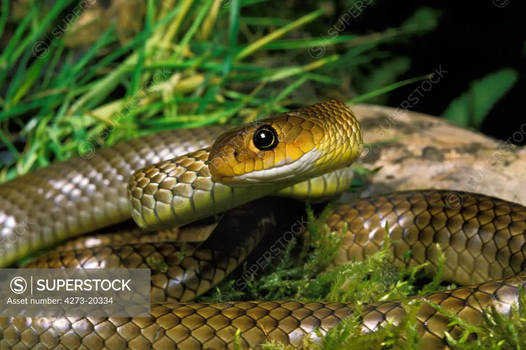 Indo Chinese Rat Snake, ptyas korros