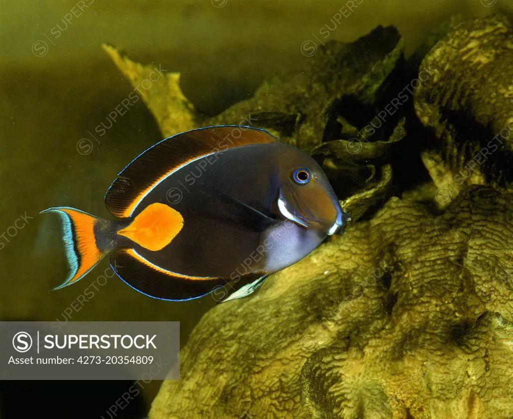 Red-Tailed SurgeonFish or Achilles Tang, acanthurus achilles  