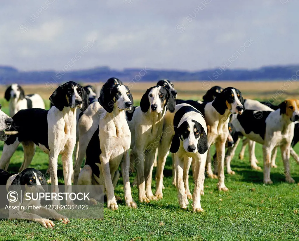 Great Anglo-French White and Black Hound, Pack for Fox hunting  