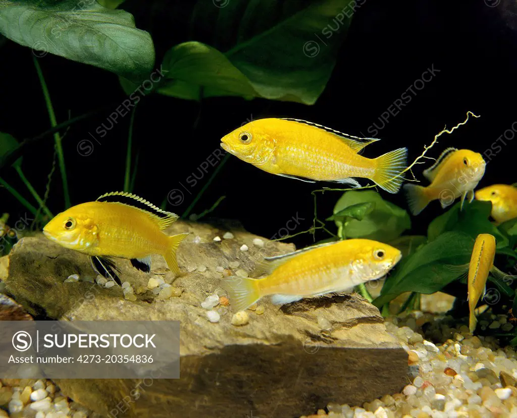 Electric Yellow Cichlid, labidochromis caeruleus  