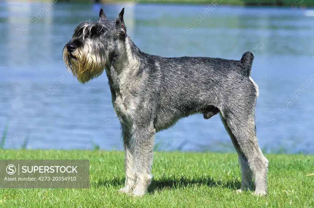 Giant Schnauzer, Male, (Old Standard Breed with Cut Ears)   