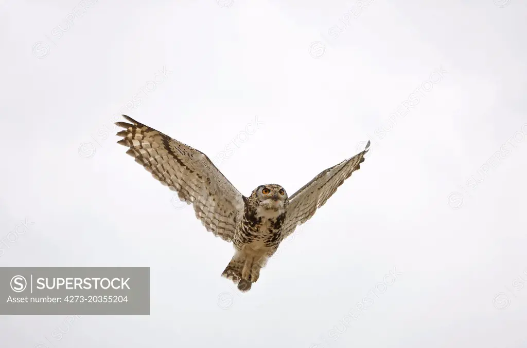 Cape Eagle Owl, bubo capensis in Flight  