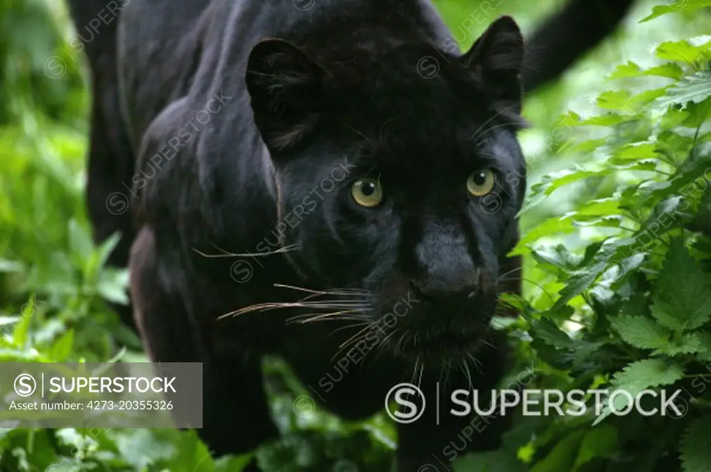 Black Panther, panthera pardus 
