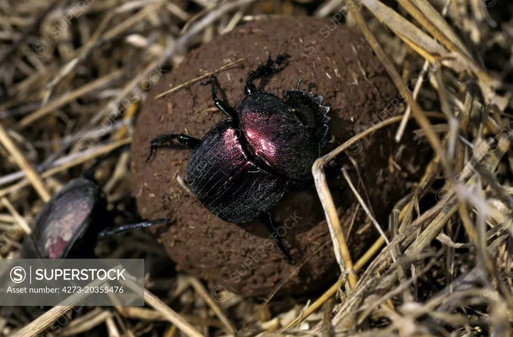 Dung Beetle rolling Dung Ball, Kenya 