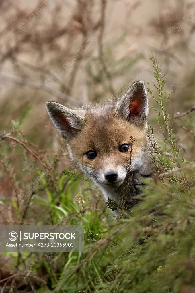 BABY RED FOX vulpes vulpes IN NORMADY  