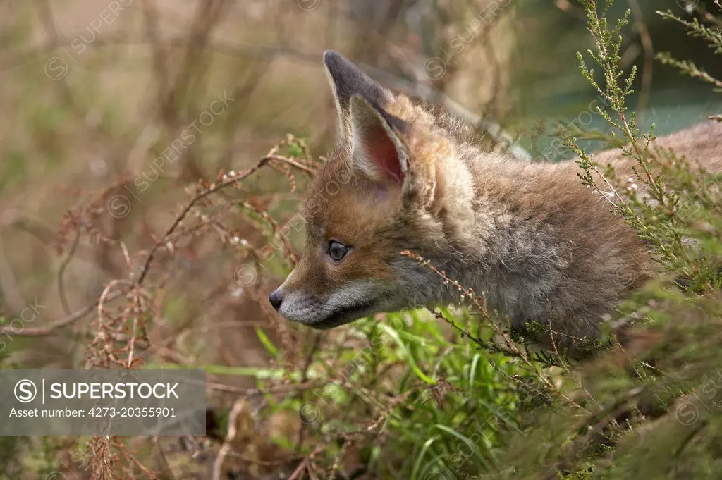 BABY RED FOX vulpes vulpes IN NORMADY  