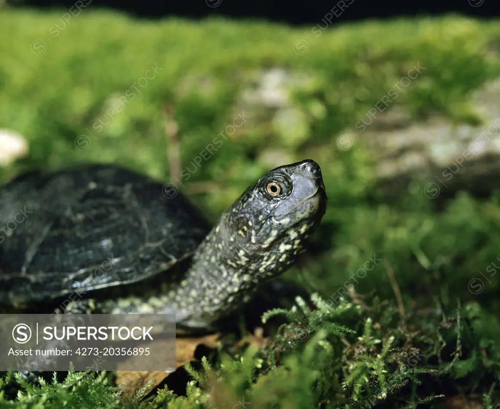 European Pond Turtle, emys orbicularis  