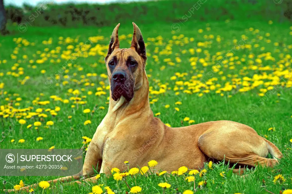 Great Dane or German Mastiff laying in Dandelion's Flowers, (Old Standard Breed with Cut Ears)