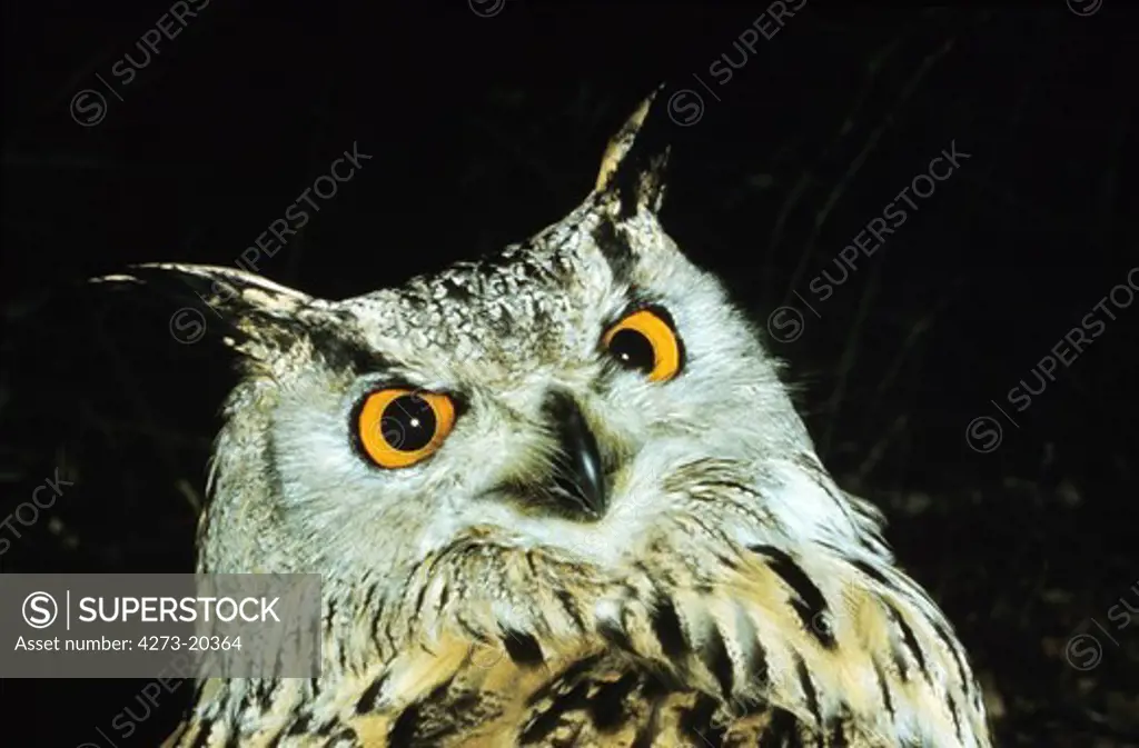 Spotted Eagle Owl, bubo africanus, Portrait of Adult against Black Background