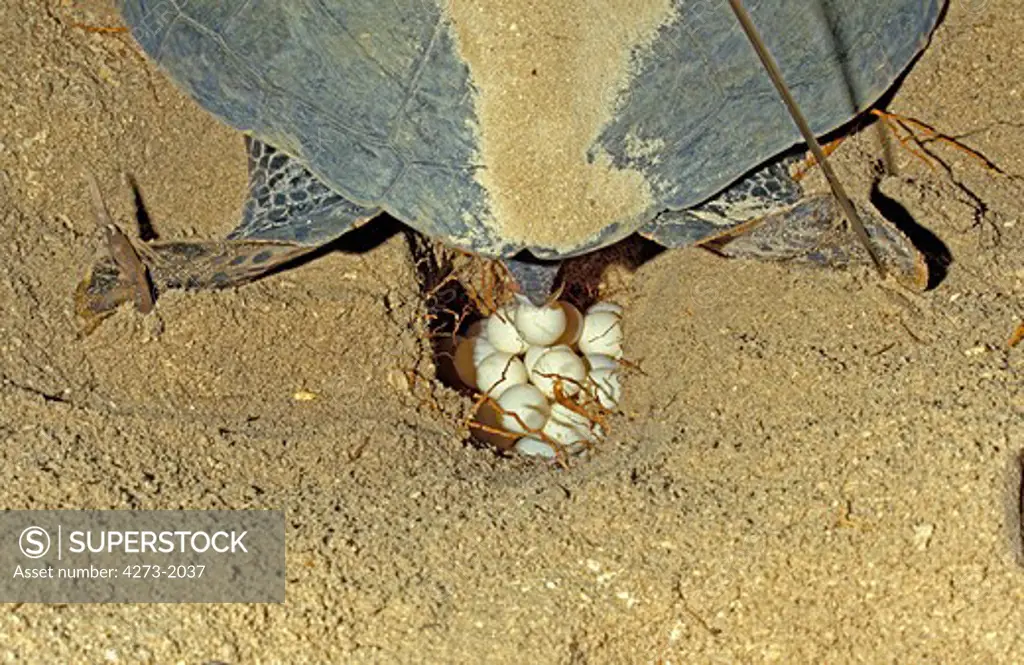 Green Sea Turtle Chelonia Mydas, Female Laying Eggs In Nest On Beach, Malaisia