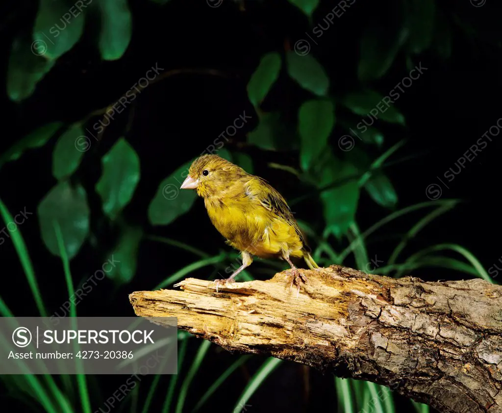 Harz Canary or Song Canary, serinus canaria