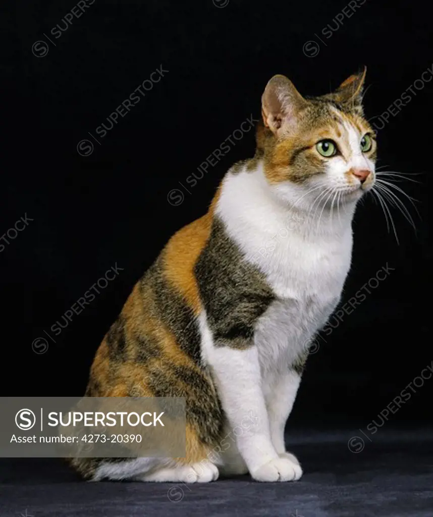 Japanese Bobtail Domestic Cat sitting against Black Background