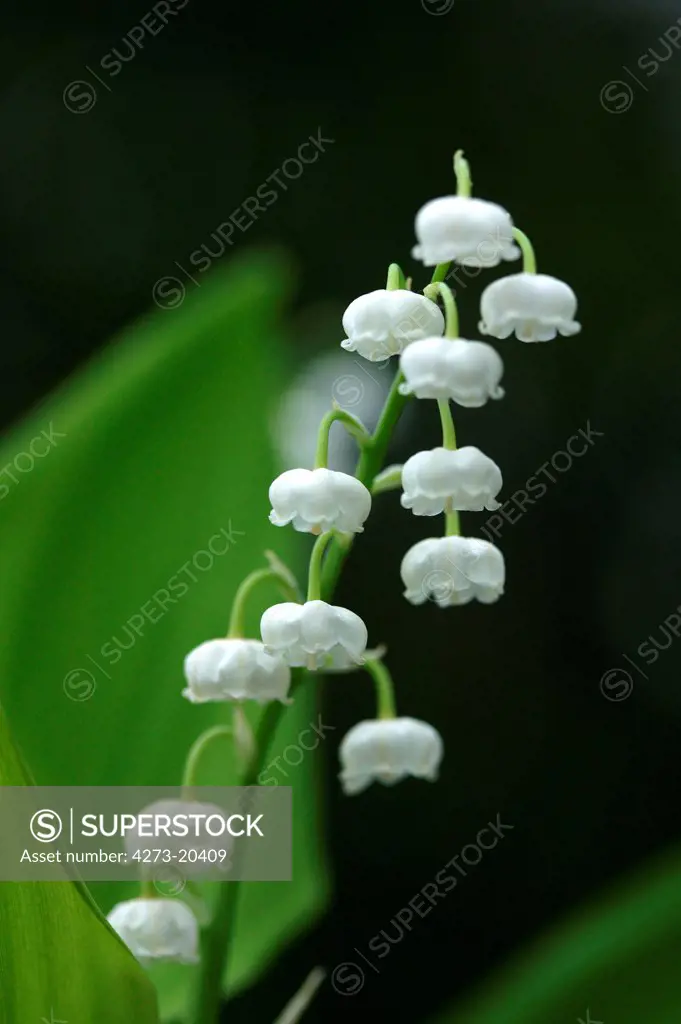 Lily of the Valley, convallaria majalis