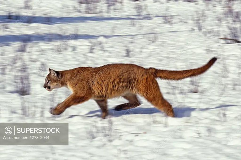 Cougar Puma Concolor, Adult Running On Snow, Montana