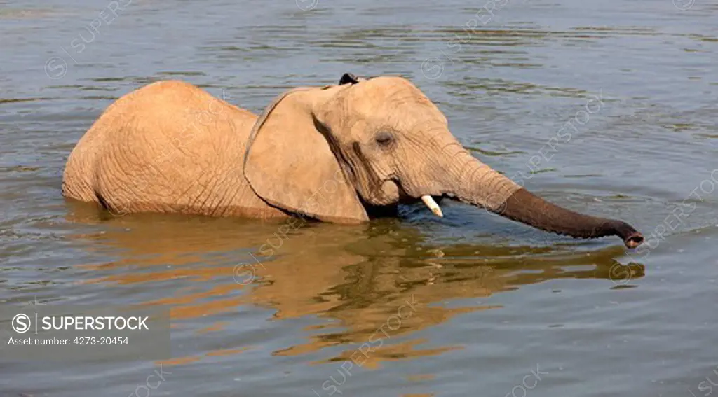 African Elephant, loxodonta africana, Adult having Bath