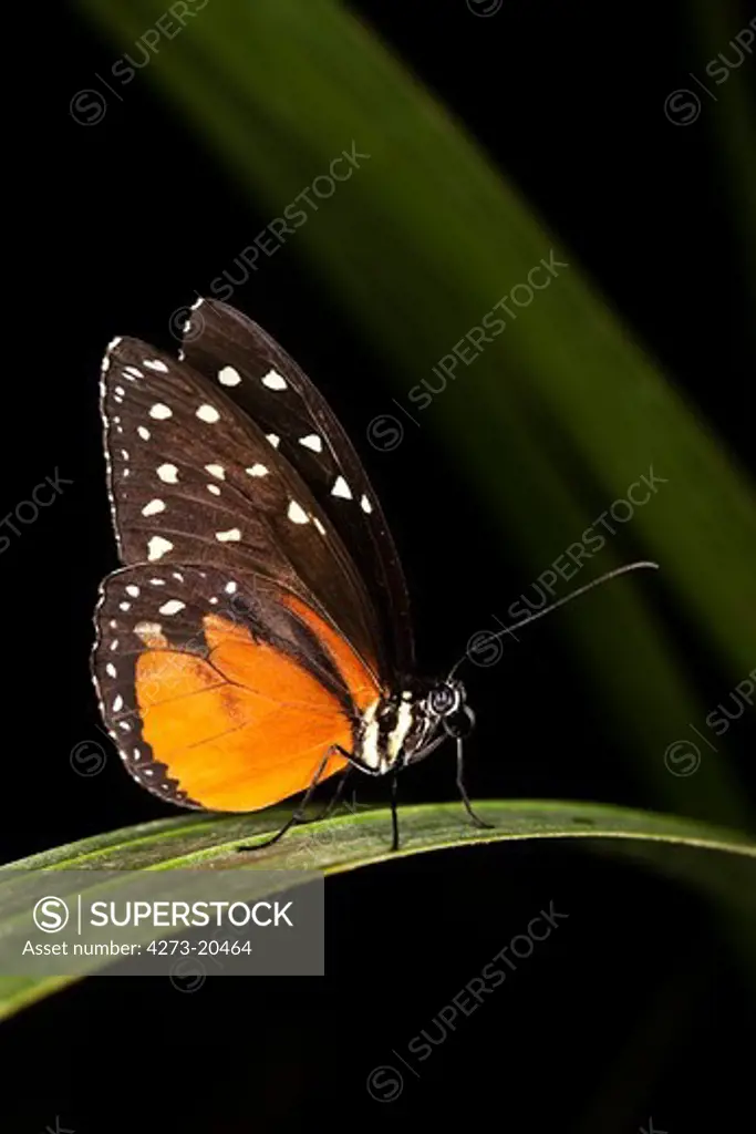 Tiger Longwing or Golden Helicon, heliconius hecale