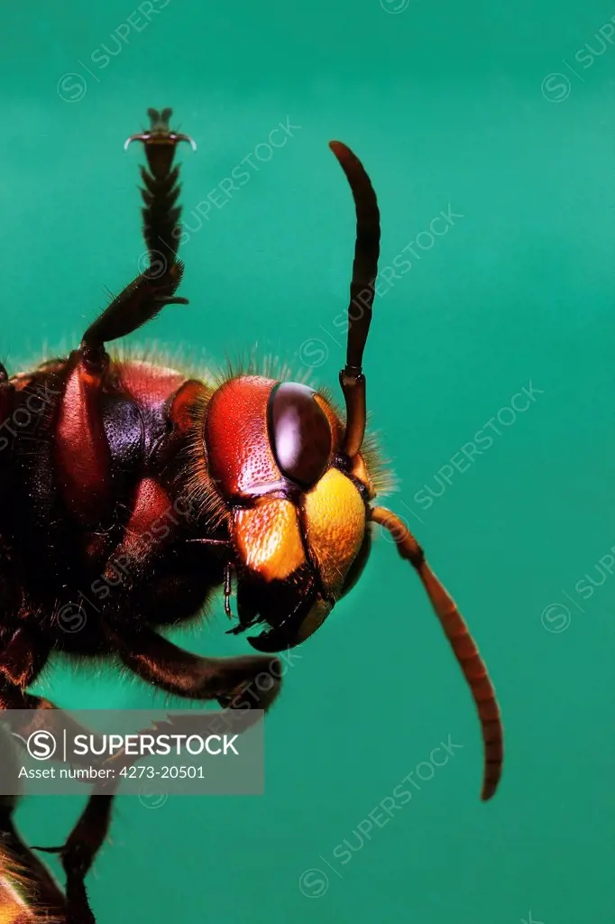 Hornet, vespa crabo, Adult, Normandy