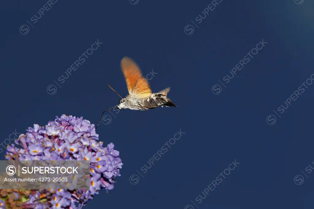 Hummingbird Hawk Moth, macroglossum stellatarum, Adult in Flight, Feeding on Flower, Normandy