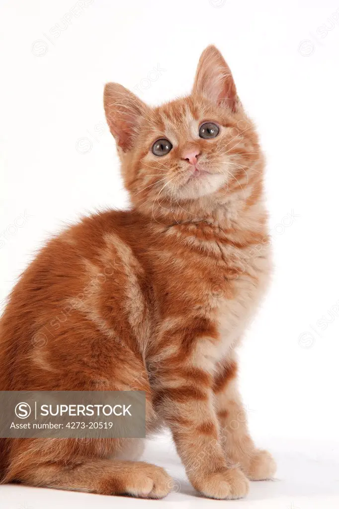 Red Tabby Domestic Cat, Kitten sitting against White Background