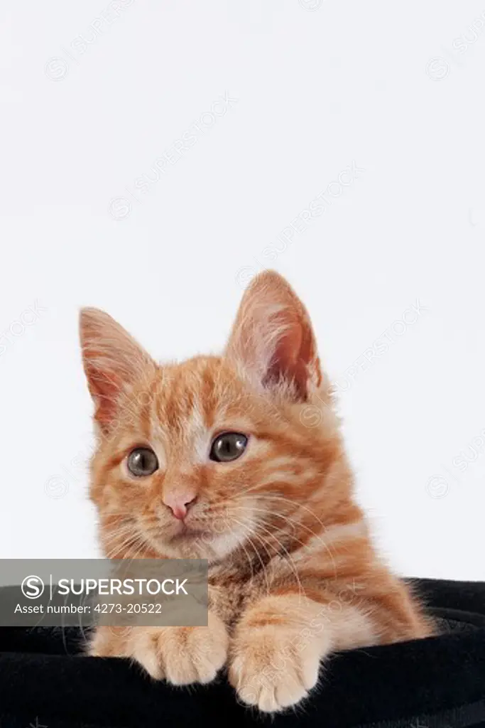 Red Tabby Domestic Cat, Kitten playing in Hat against White Background