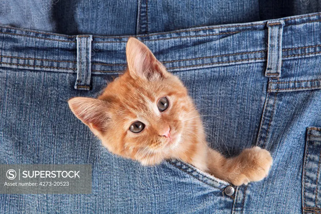 Red Tabby Domestic Cat, Kitten playing in Jeans Pocket