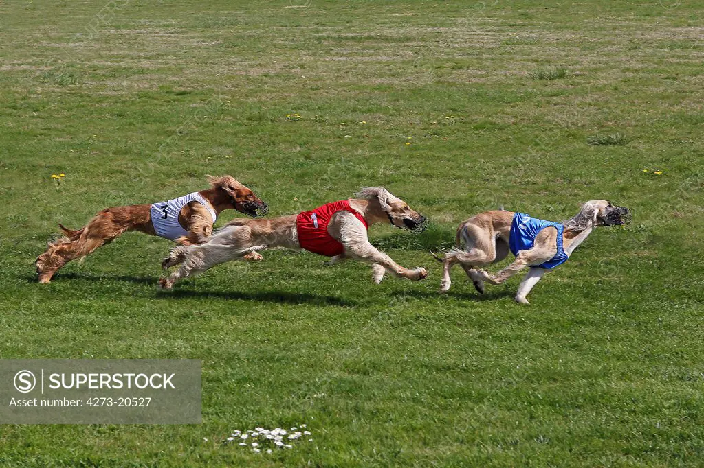 Afghan hounds running, Racing at Track