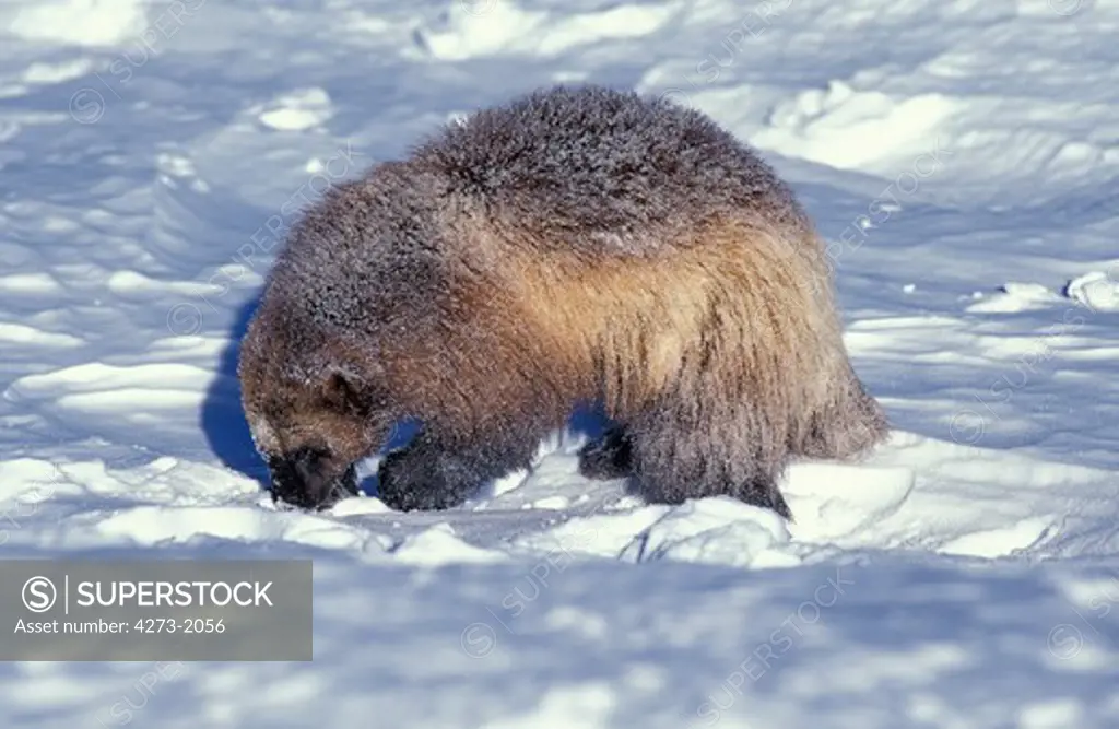 North American Wolverine Gulo Gulo Luscus, Adult In Snow Searching For Food, Canada